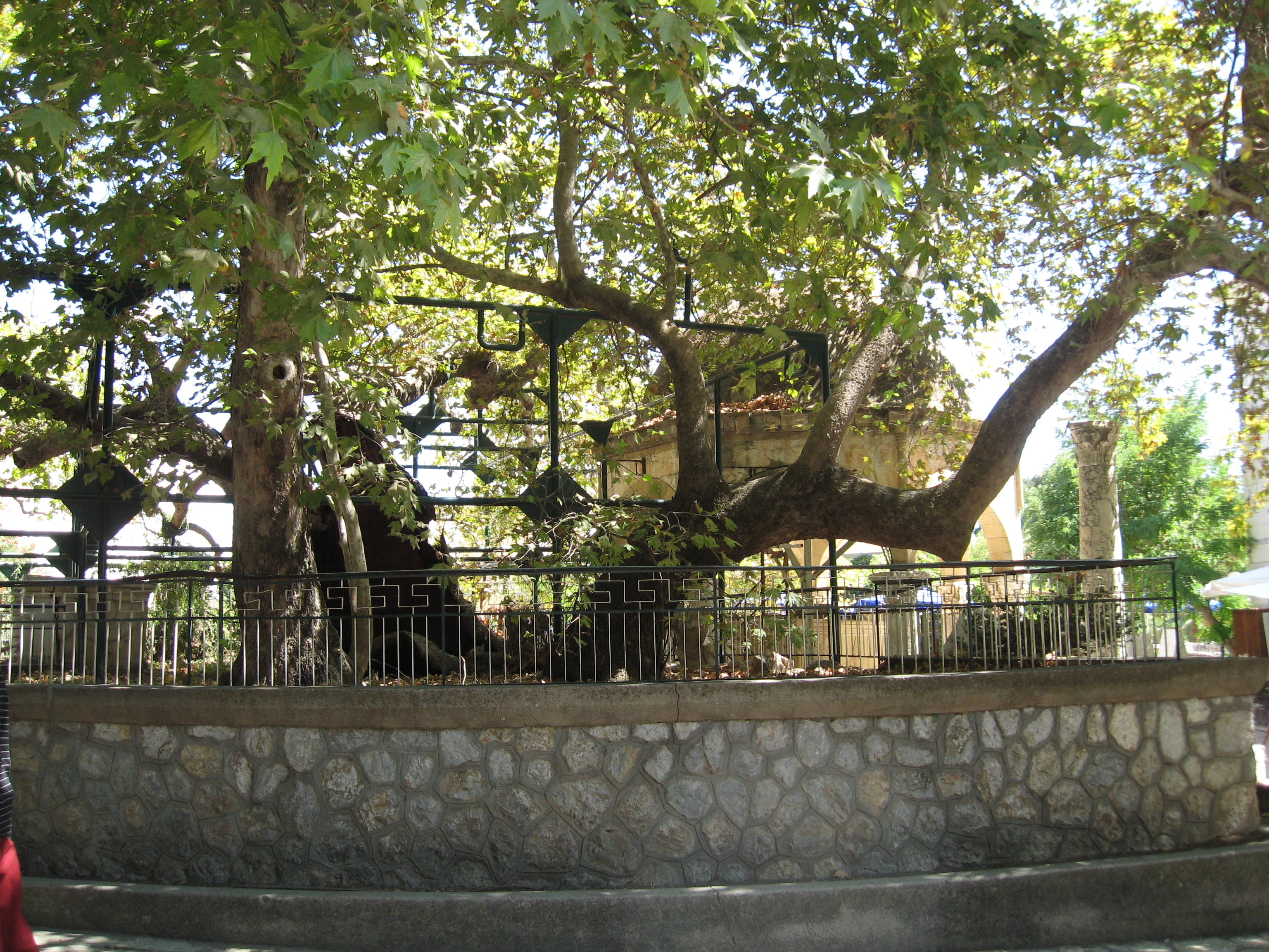 Hyppocrate\'s tree